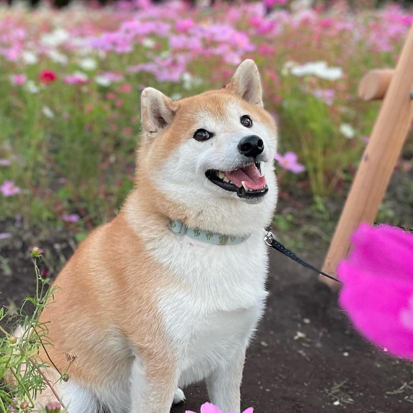The Irresistible Charm of Shiba Dogs